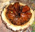 Brazil nut 